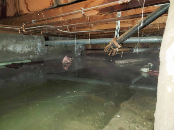 Best Water damage cleanup near me  in Funny River, AK